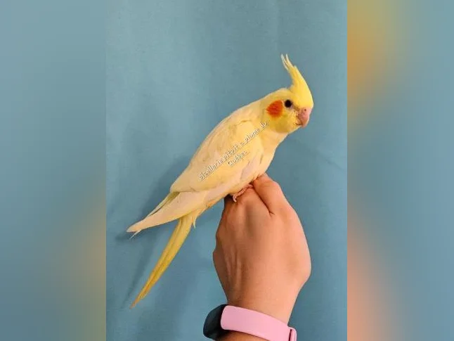 Touis Catherine et cockatiel thumbnail 4