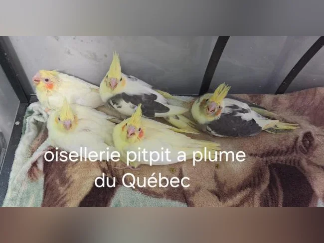 Touis Catherine et cockatiel thumbnail 2