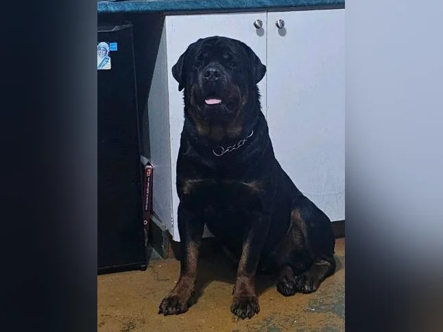 Chiots rottweiler thumbnail 6