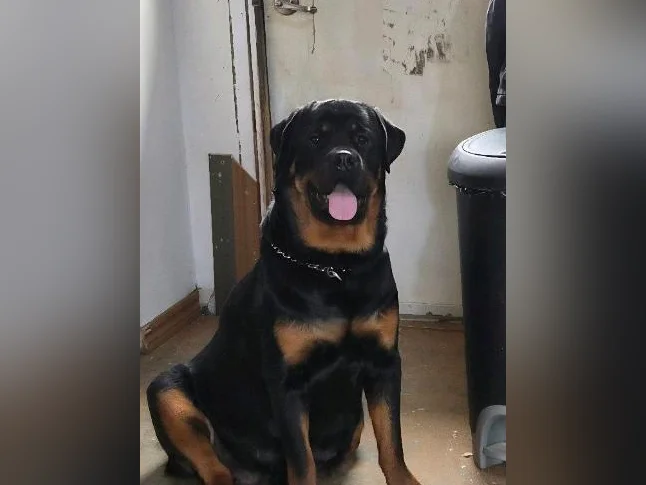 Chiots rottweiler thumbnail 2