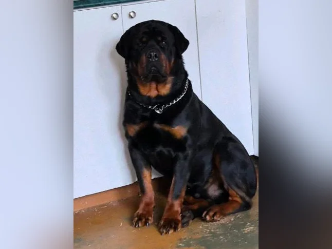 Chiots rottweiler thumbnail 5