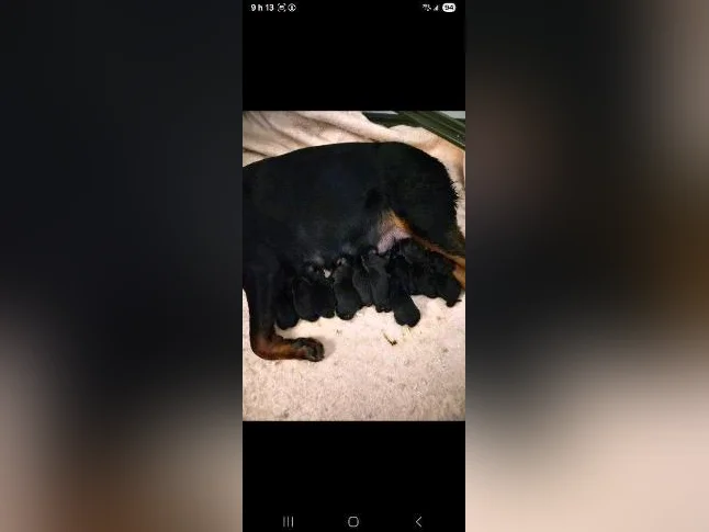 Chiots rottweiler thumbnail 3