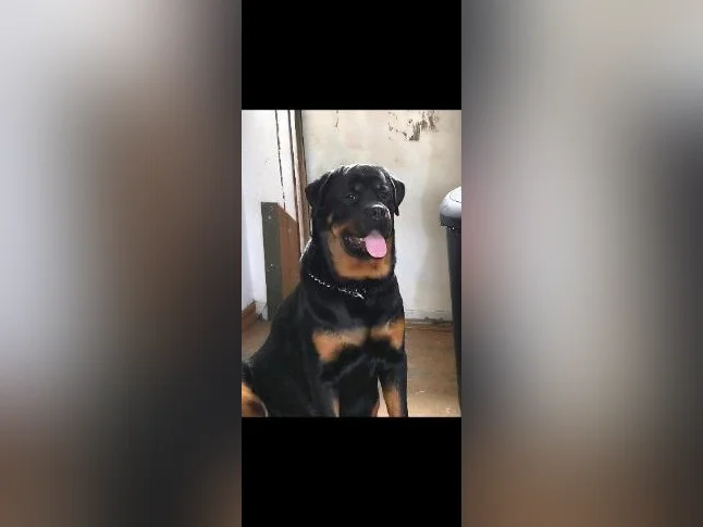 Chiots rottweiler