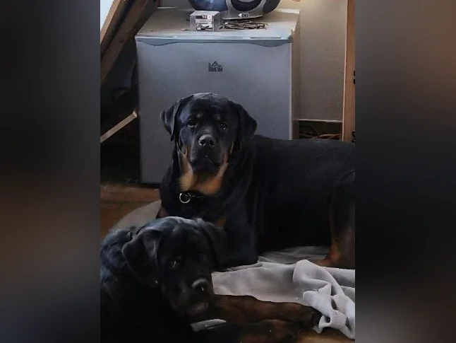 Chiots rottweiler thumbnail 4