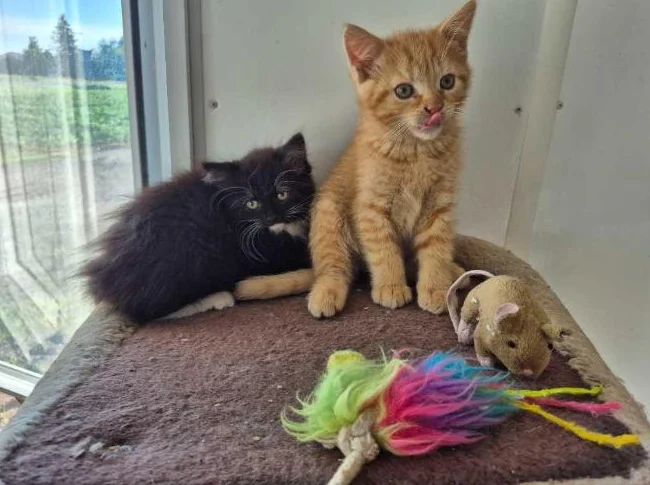Jolis Chatons