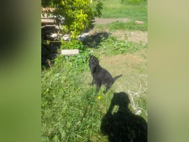 Chiot mâle berger allemand 3 mois pure race thumbnail 4