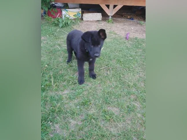 Chiot mâle berger allemand 3 mois pure race thumbnail 3