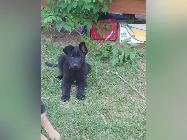 Chiot mâle berger allemand 3 mois pure race thumbnail 2