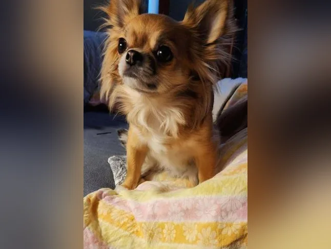 Petit Chihuahua 3 Ans et Stérilisée