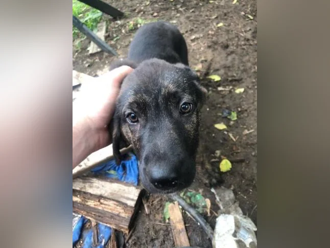 Chiot berger allemand noir x labrador EN ATTENTE thumbnail 2