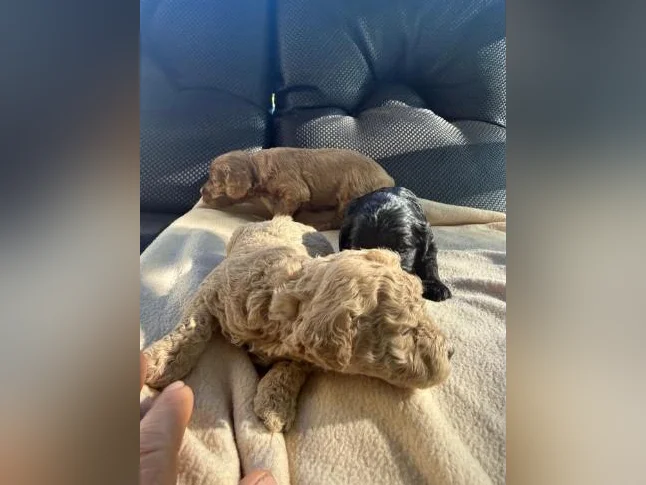 Mini golden doodle à vendre thumbnail 3