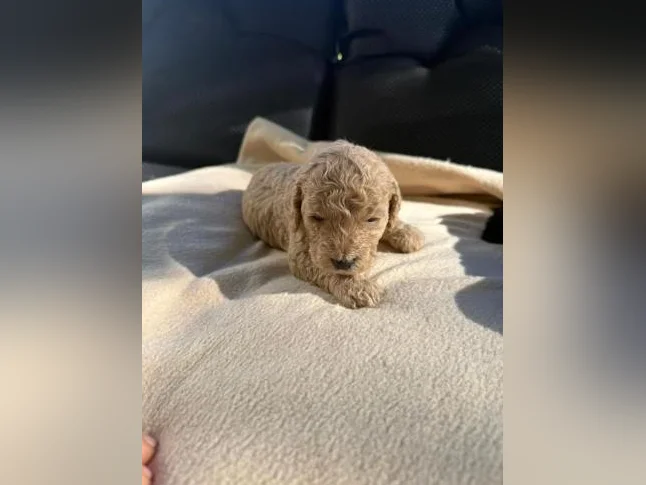 Mini golden doodle à vendre thumbnail 2