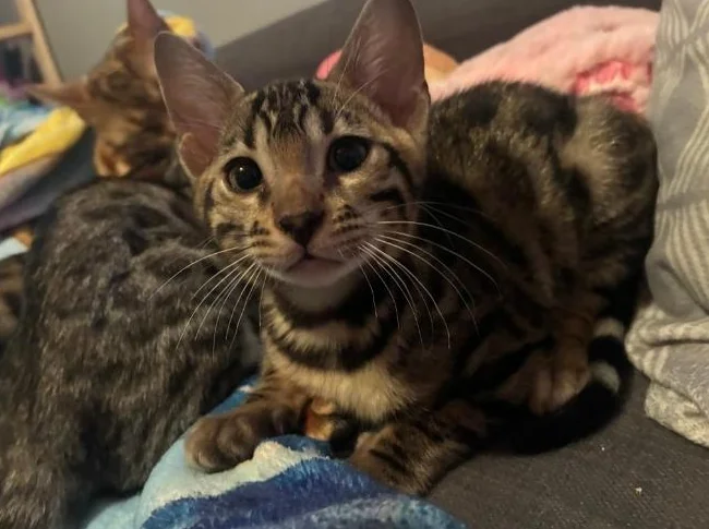 Chaton bengal Brun thumbnail 3