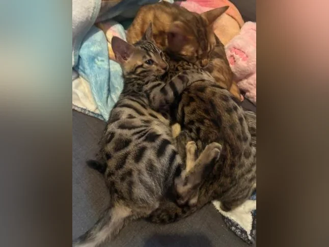 Chaton bengal Brun thumbnail 5