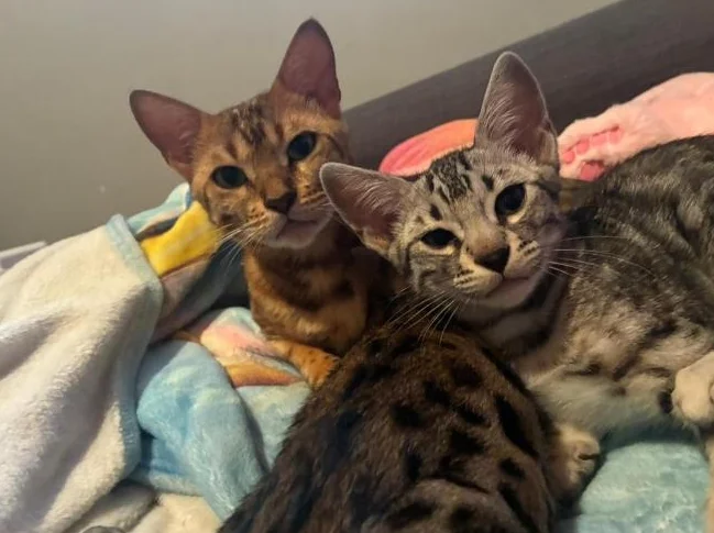 Chaton bengal Brun thumbnail 2