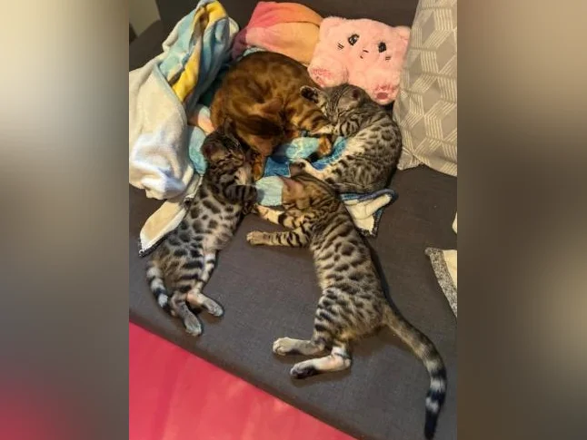 Chaton bengal Brun thumbnail 4