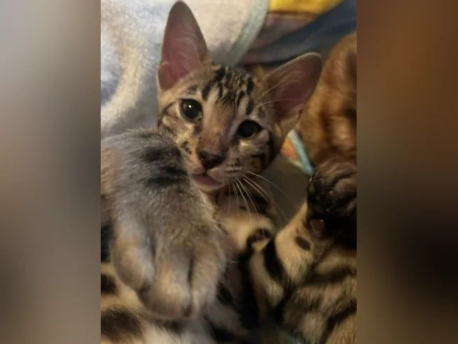 Chaton bengal Brun