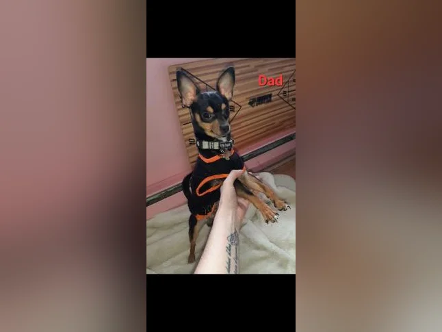 ❤️chihuahua mâle❤️