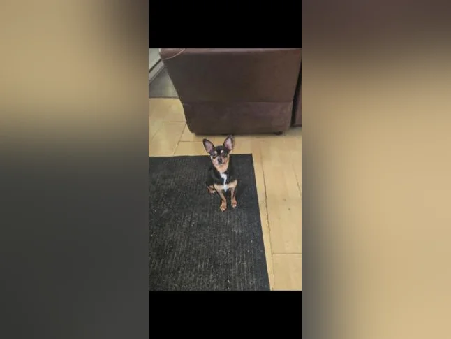 ❤️chihuahua mâle❤️ thumbnail 2