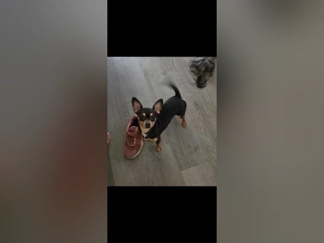 ❤️chihuahua mâle❤️ thumbnail 3