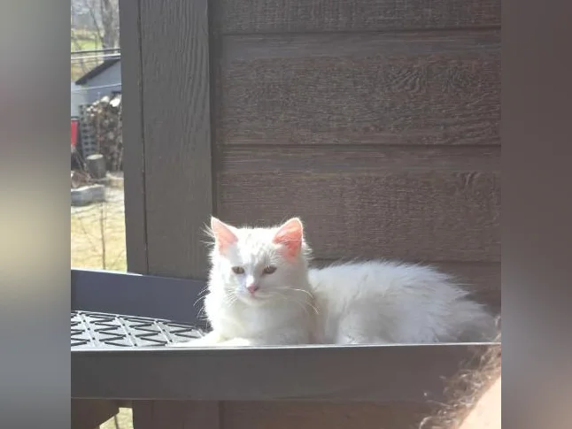 Chaton de 3 mois