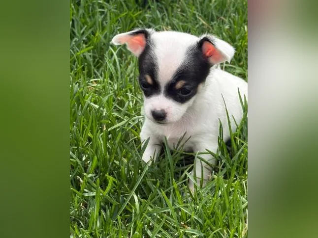 Chihuahua thumbnail 3