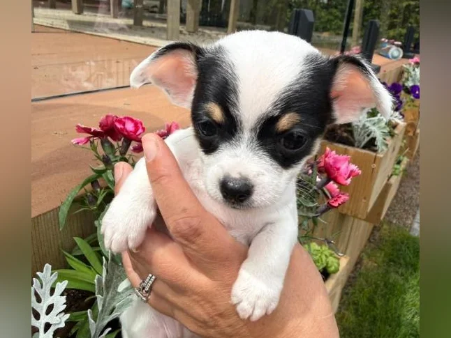 Chihuahua thumbnail 5