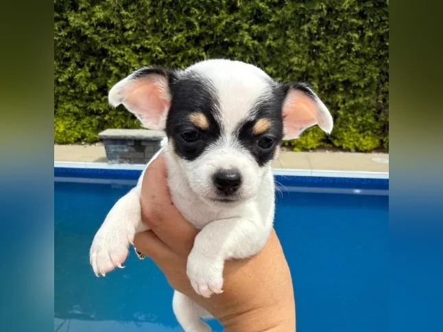 Chihuahua thumbnail 4