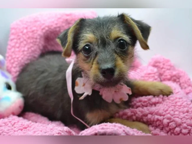 Chiot teckel croisé chihuahua FEMELLE thumbnail 4