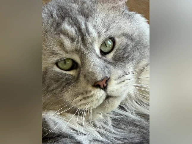 Accouplement Maine Coon