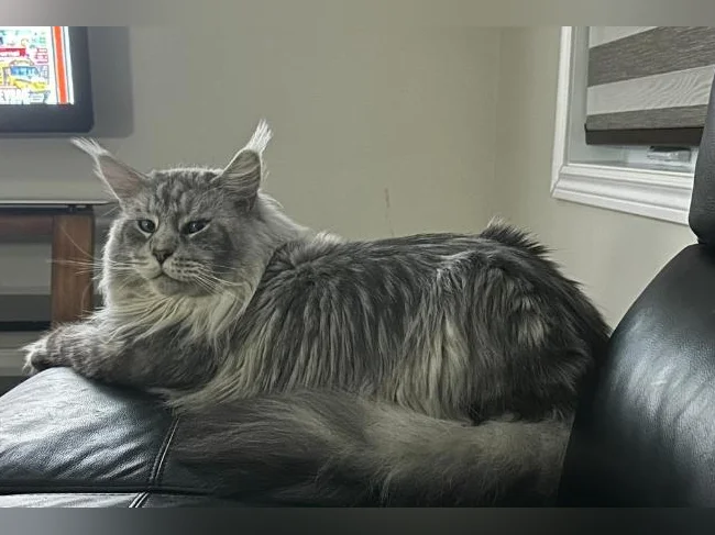 Accouplement Maine Coon thumbnail 2
