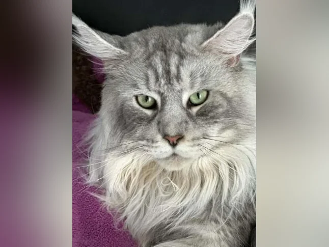 Accouplement Maine Coon thumbnail 5