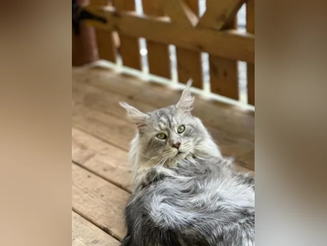 Accouplement Maine Coon thumbnail 6