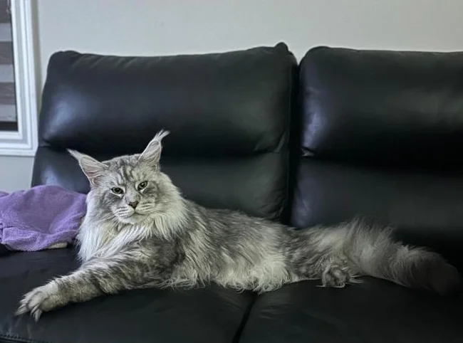Accouplement Maine Coon thumbnail 3