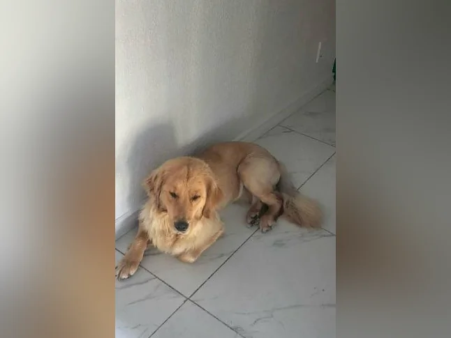 Chiot golden retriever femelle 1 ans 5 mois