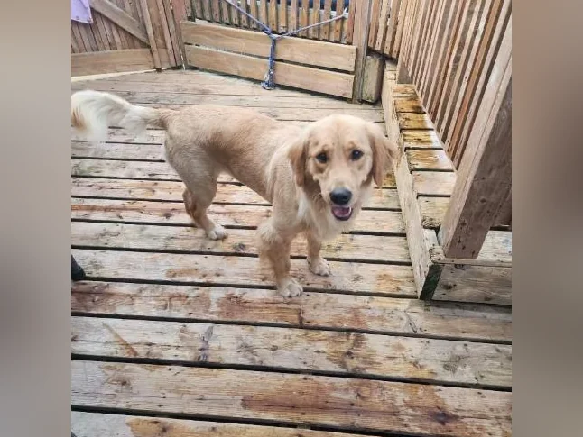 Chiot golden retriever femelle 1 ans 5 mois thumbnail 2