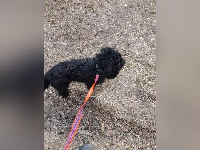 Yorkipoo noir d'un an à vendre. thumbnail 6