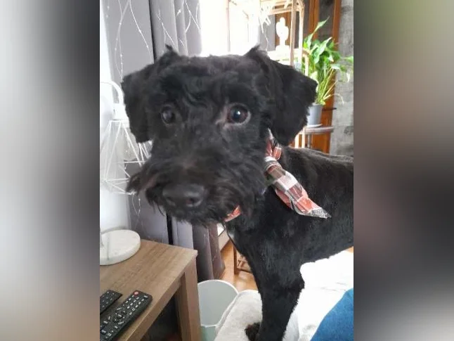 Yorkipoo noir d'un an à vendre. thumbnail 4