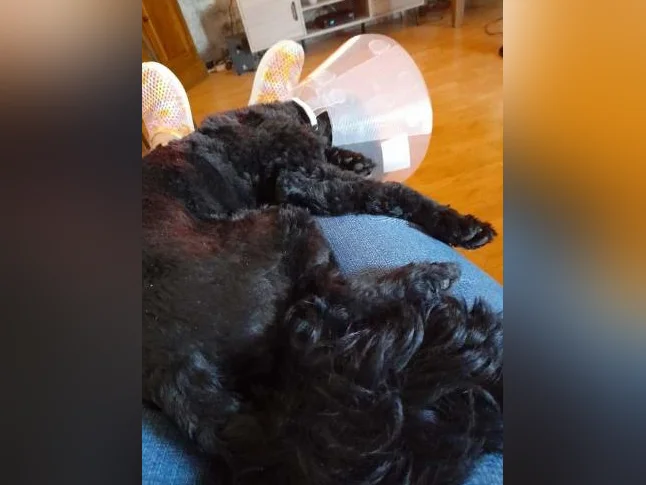 Yorkipoo noir d'un an à vendre.