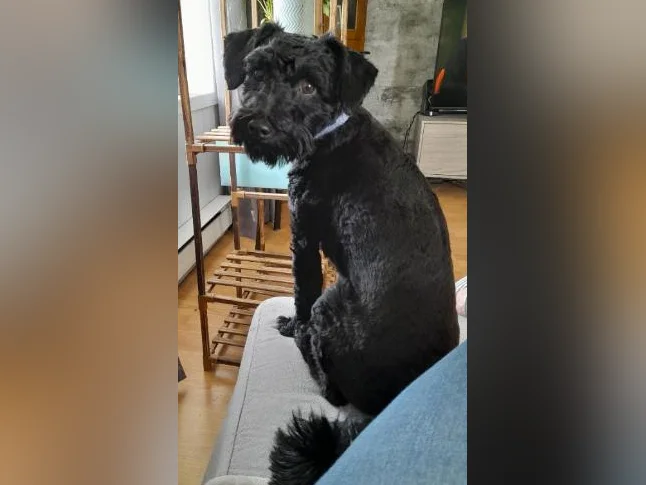 Yorkipoo noir d'un an à vendre. thumbnail 3
