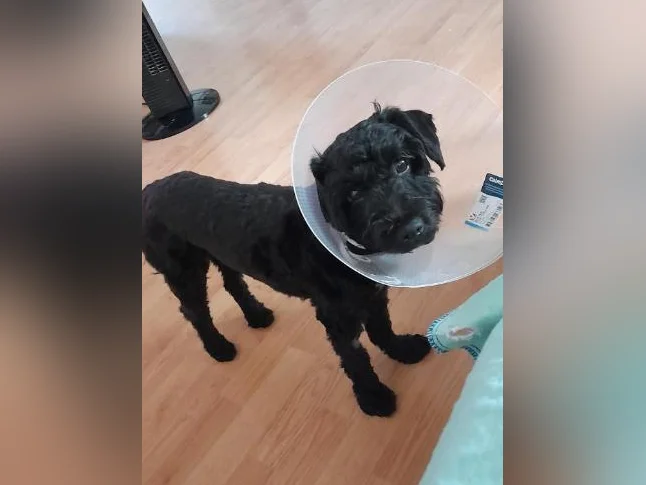 Yorkipoo noir d'un an à vendre. thumbnail 2