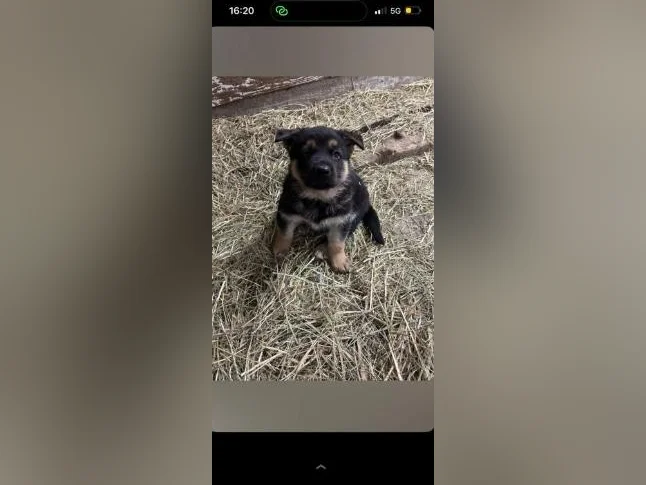 Chiot berger allemand femelle 1 seule restetente