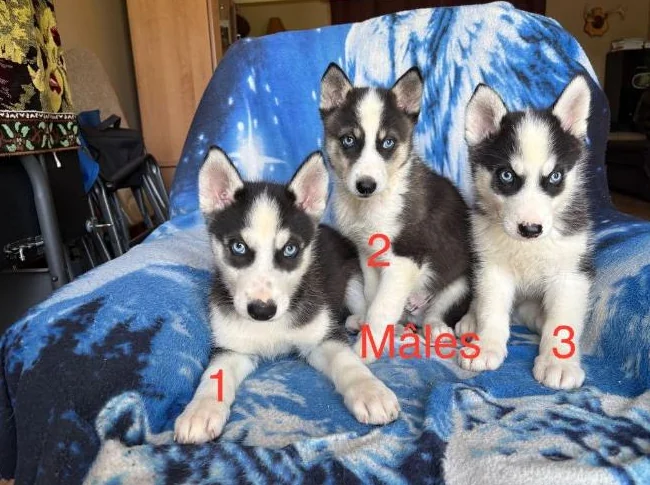 Chiots Husky Sibérien thumbnail 3