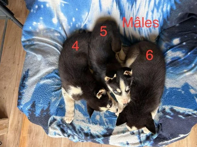 Chiots Husky Sibérien thumbnail 5