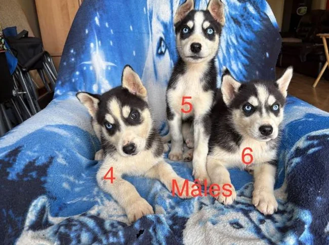 Chiots Husky Sibérien thumbnail 4