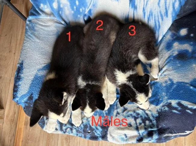 Chiots Husky Sibérien thumbnail 6