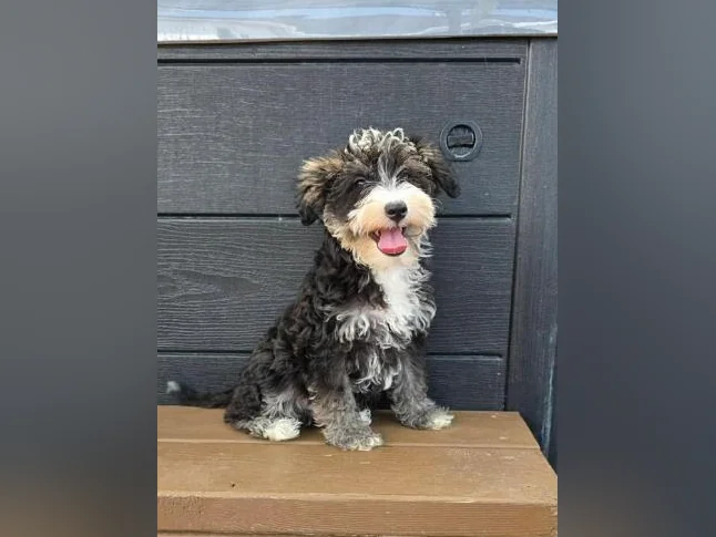Goldendoodle mini et moyen Schnoodle cockapoo disponible thumbnail 7