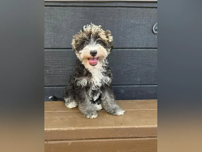 Goldendoodle mini et moyen Schnoodle cockapoo disponible thumbnail 6