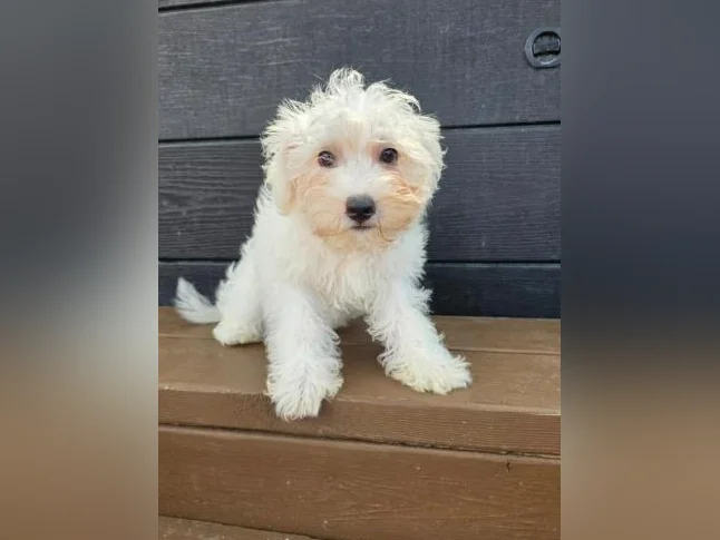 Goldendoodle mini et moyen Schnoodle cockapoo disponible thumbnail 8