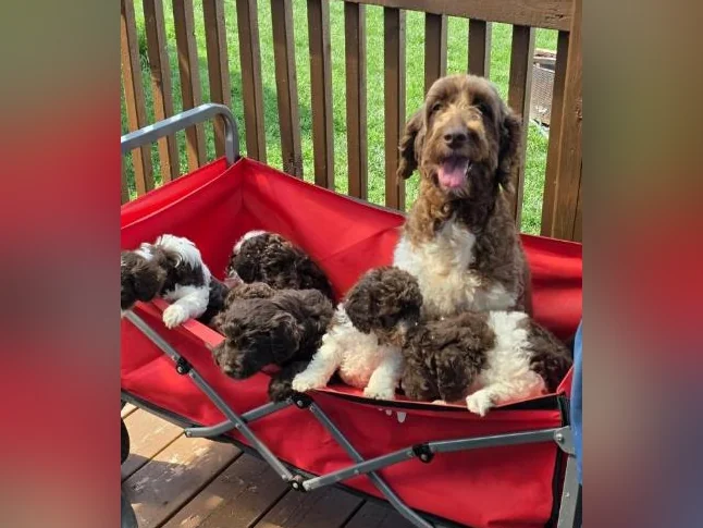 Goldendoodle mini et moyen Schnoodle cockapoo disponible thumbnail 10